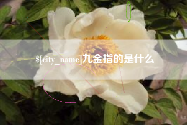 长宁九金指的是什么